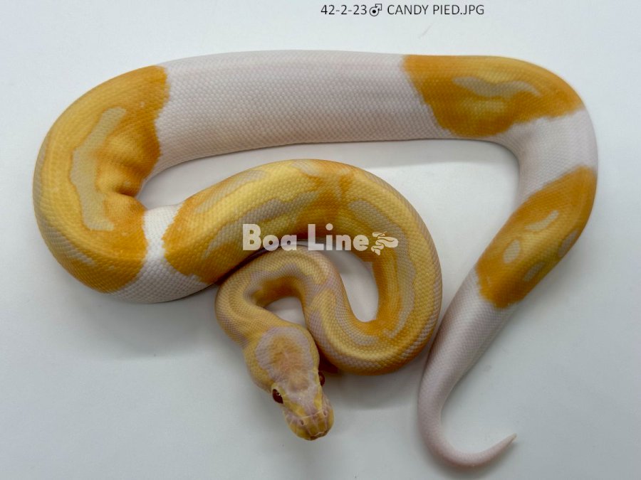 CANDY PIED